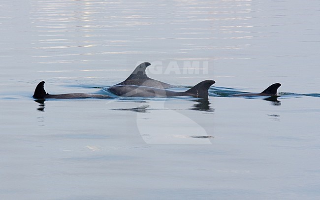 Tuimelaar bij Madeira; Bottlenose Dolphin in Madeira stock-image by Agami/WJ Strietman,