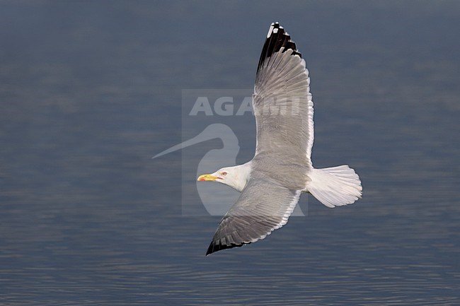 Volwassen Geelpootmeeuw in de vlucht; Adult Yellow-legged Gull in flight stock-image by Agami/Daniele Occhiato,