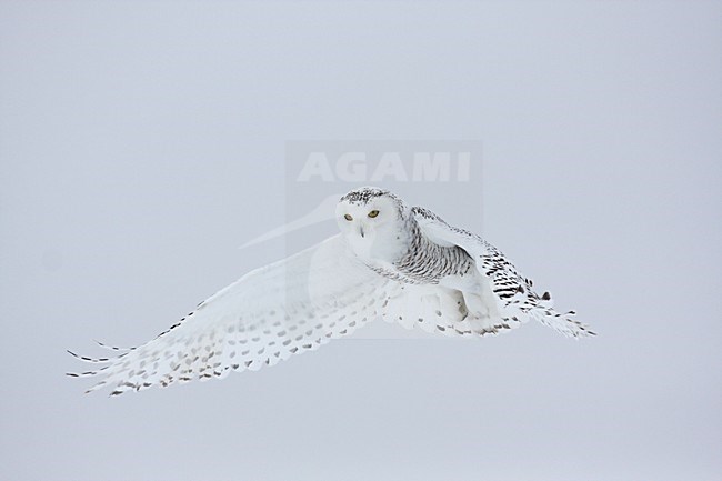 Sneeuwuil vliegend; Snowy Owl flying stock-image by Agami/Chris van Rijswijk,