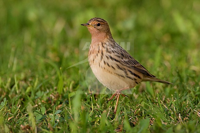 Roodkeelpieper in zomerkleed; Red-throated Pipit in summer plumage stock-image by Agami/Daniele Occhiato,