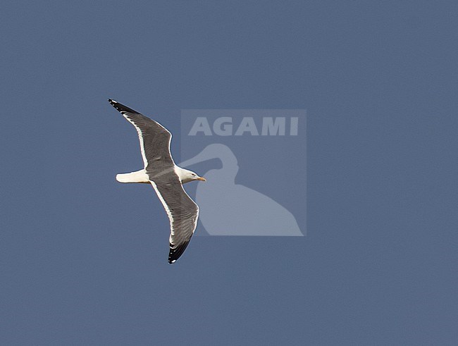 Adult summer Heuglin's Gull (Larus heuglini) showing upperwing during spring migration past Egypt stock-image by Agami/Edwin Winkel,