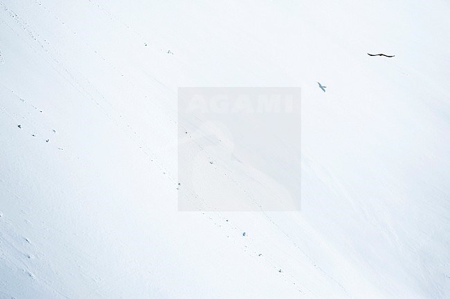 Shadow of Lammergeier (Gypaetus barbatus barbatus) in Switzerland. Also known as Bearded Vulture. Gliding along snow covered mountain sides in the high Alps. stock-image by Agami/Ralph Martin,