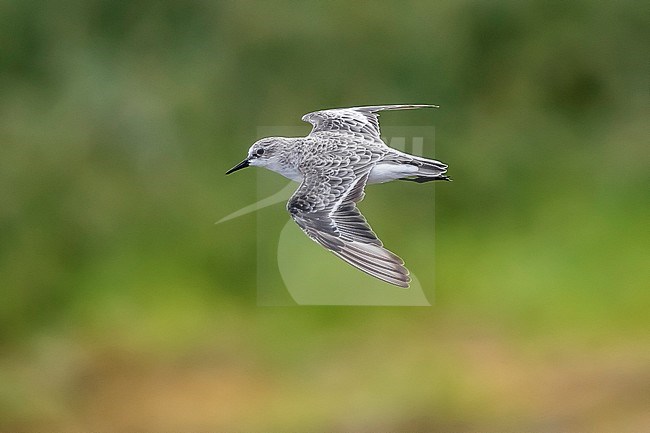 Adult winter Little Stint flying over Caboo da Praia, Terceira, Azores. October 05, 2017. stock-image by Agami/Vincent Legrand,