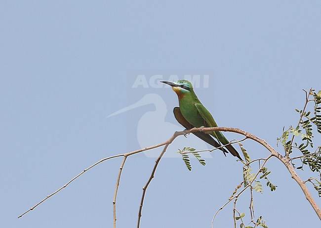 Blue-cheeked Bee-eater, Merops persicus stock-image by Agami/James Eaton,