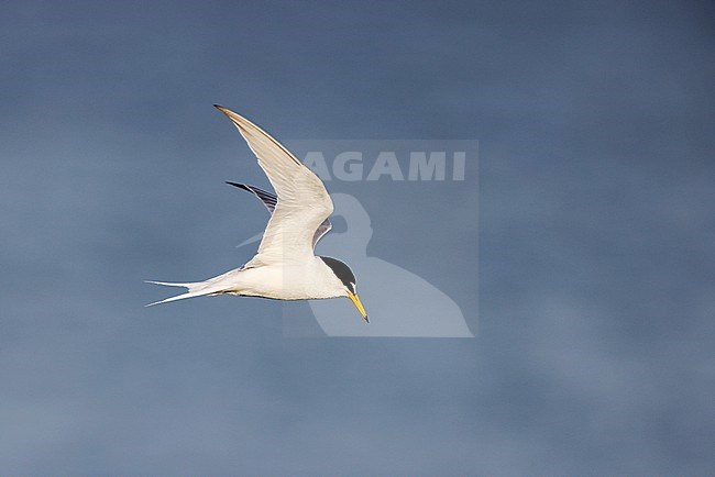 flying Little Tern stock-image by Agami/Chris van Rijswijk,