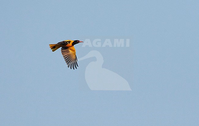 Flying adult male Black-hooded Oriole (Oriolus xanthornus xanthornus) high in the sky. Passing by in an nature reserve. stock-image by Agami/Marc Guyt,