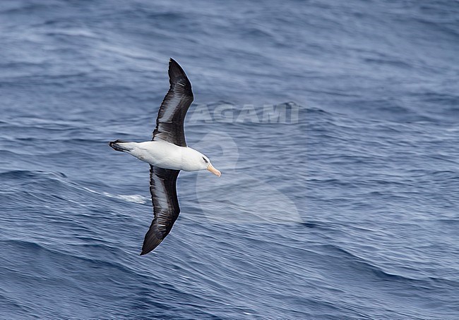 Campbell Albatross (Thalassarche impavida), also known as Campbell Mollymawk, in flight above the southern Pacific ocean of New Zealand. stock-image by Agami/Marc Guyt,