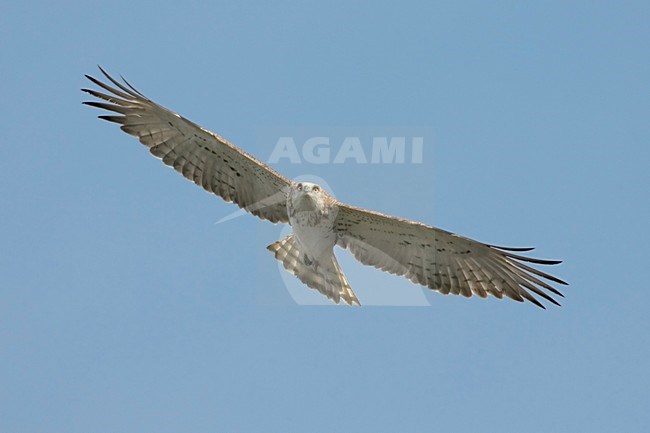 Short-toed Eagle flying; Slangenarend vliegend stock-image by Agami/Daniele Occhiato,