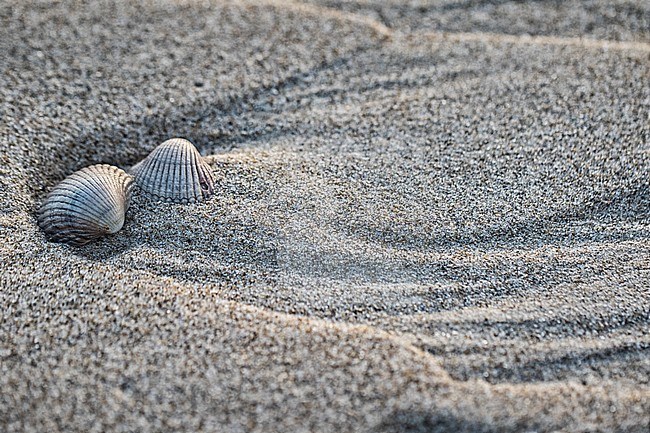 Empty shell of a Common Cockle stock-image by Agami/Wil Leurs,