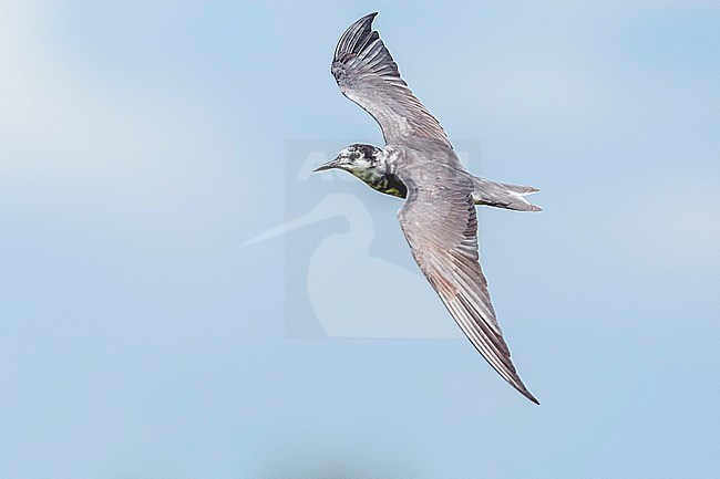 Immature first-summer moulting Eurasian Black Tern (Chlidonias niger niger) flying over a pool in Groene Jonker, Zevenhoven, Zuid-Hollnd, the Netherlands. stock-image by Agami/Vincent Legrand,