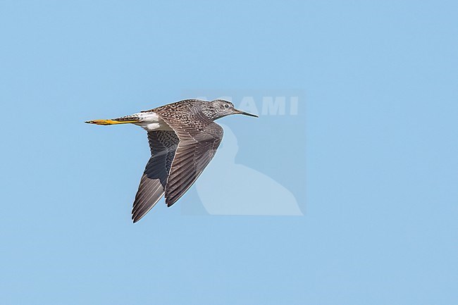 Adult breeding
Galveston Co., TX
April 2023 stock-image by Agami/Brian E Small,