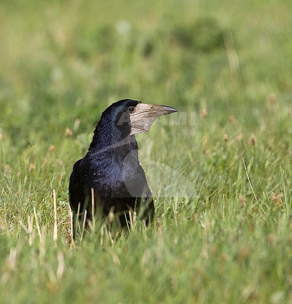 Rook - Saatkrähe - Corvus frugilegus ssp. frugilegus, Germany, adult stock-image by Agami/Ralph Martin,