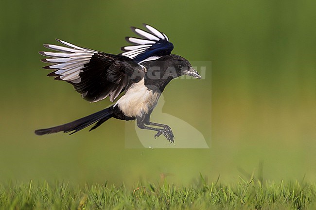 Eurasian Magpie, Pica pica, in Italy. stock-image by Agami/Daniele Occhiato,