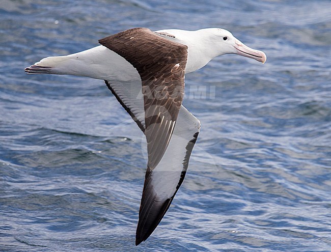 Adult Northern Royal Albatross (Diomedea sanfordi) in flight over New Zealand subantarctic waters. Side view. stock-image by Agami/Marc Guyt,