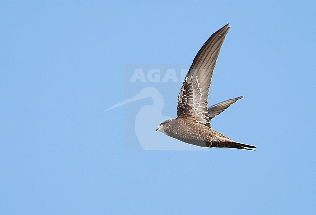 Common Swift (Apus apus) during early autumn migation. Migrating past stock-image by Agami/Arie Ouwerkerk,