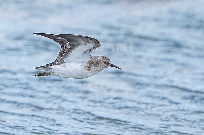 Adult non-breeding
Riverside Co., CA
January 2022 stock-image by Agami/Brian E Small,