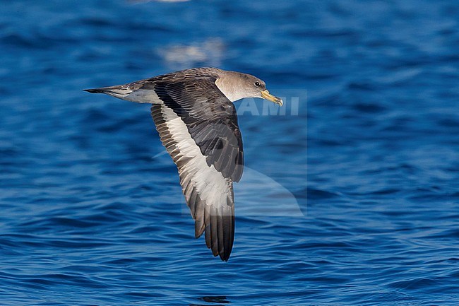 Yelkouan Shearwater (Puffinus yelkouan), individual in flight in Italy stock-image by Agami/Saverio Gatto,