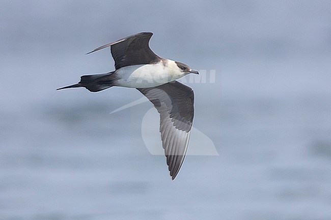 Parasitic Jaeger (Stercorarius parasiticus), side view of a light morph adult in flight, Southern Region, Iceland stock-image by Agami/Saverio Gatto,