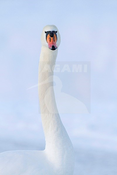 Mute Swan - Höckerschwan - Cygnus olor, Germany, adult stock-image by Agami/Ralph Martin,