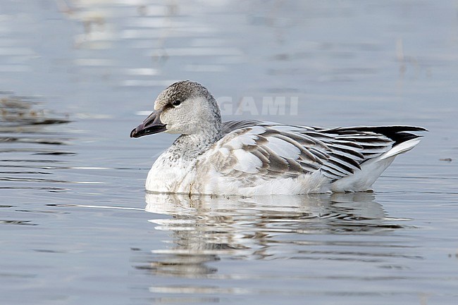 Juvenile white morph
Socorro Co., N.M.
December 2014 stock-image by Agami/Brian E Small,