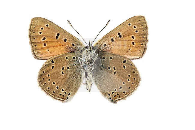 Rode vuurvlinder; Purple-edged Copper; Lycaena hippothoe stock-image by Agami/Wil Leurs,