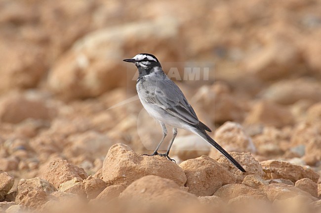 Marokkaanse Kwikstaart op de grond; Moroccan Wagtail on the ground stock-image by Agami/Daniele Occhiato,
