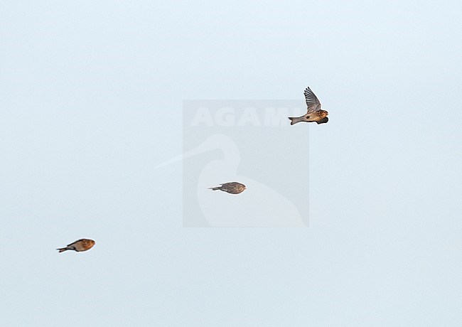 Winter Twite (Carduelis flavirostris) in the Slufter on Texel in the Netherlands. Three Twites in flight. stock-image by Agami/Marc Guyt,