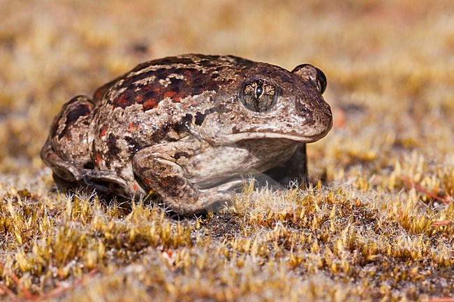 Knoflookpad, Common Spadefoot stock-image by Agami/Theo Douma,