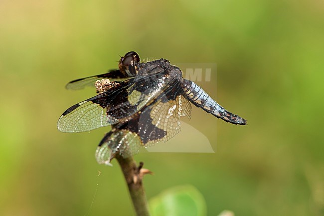 Mannetje Palpopleura portia, Male Portia Widow stock-image by Agami/Wil Leurs,