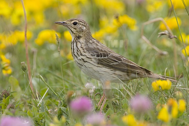 Tree Pipit standing on the ground; Boompieper staand op de grond stock-image by Agami/Daniele Occhiato,