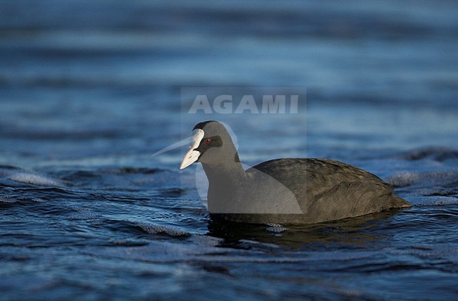 Zwemmende Meerkoet; Swimming Eurasian Coot stock-image by Agami/Markus Varesvuo,