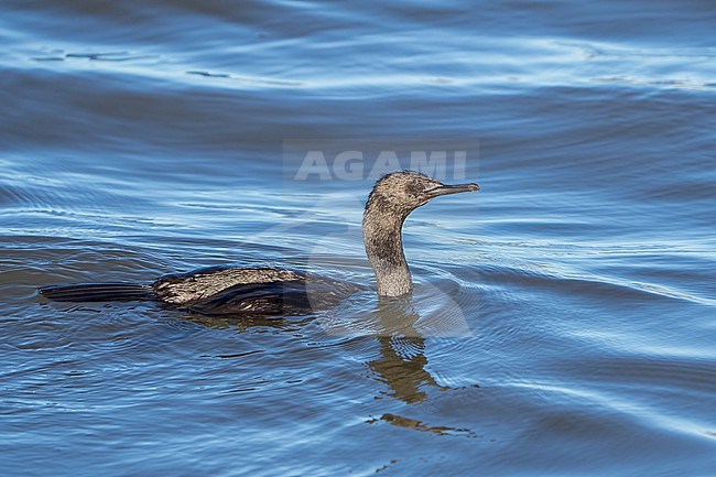 Adult non-breeding
Los Angeles Co., CA
December 2021 stock-image by Agami/Brian E Small,