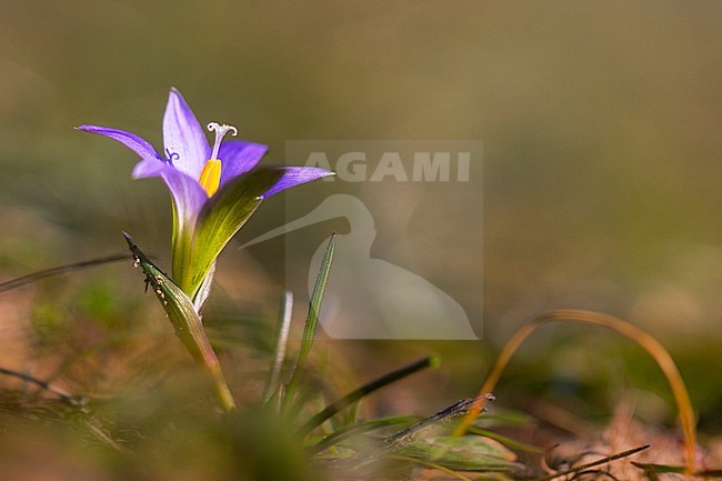 Romulea bulbocodium stock-image by Agami/Wil Leurs,