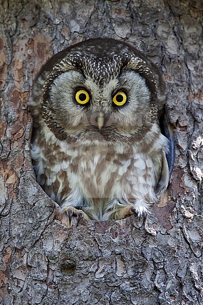 Ruigpootuil kijkt uit nestkast; Boreal Owl looking from nestbox stock-image by Agami/Jari Peltomäki,