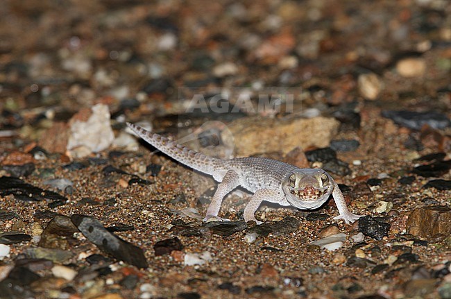 Plate-tailed Gecko (Teratoscincus przewalskii), also known as Przewalski’s wonder Gecko stock-image by Agami/James Eaton,