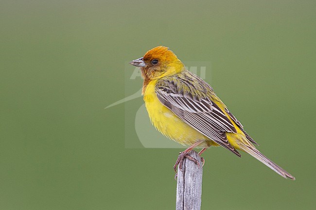 Red-headed Bunting - Braunkopfammer - Emberiza bruniceps, Kazakhstan, adult male stock-image by Agami/Ralph Martin,