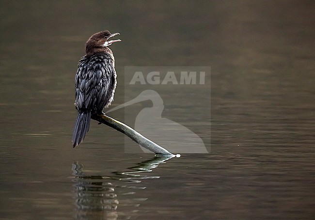 1st winter Pygmy Cormorant sitting on a branch over the Val Duchesse lake in Auderghem, Brussels. January 21, 2018. stock-image by Agami/Vincent Legrand,