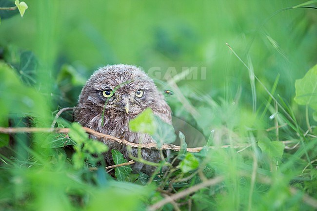 Little Owl (Athene noctua noctua) chick in Germany (Baden-Württemberg). Hiding in tall grass. stock-image by Agami/Ralph Martin,