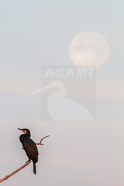 Aalscholver zittend op tak bij volle maan; Great Cormorant perched on branch at full moon stock-image by Agami/Menno van Duijn,