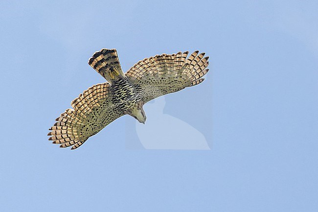 Ornate Hawk-Eagle, Spizaetus ornatus, in Panama. stock-image by Agami/Pete Morris,