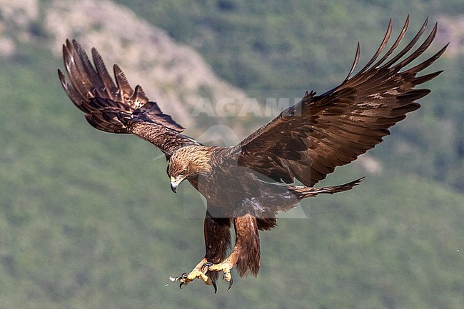 Golden Eagle (Aquila chrysaetos) landing in nature reserve near Madrid in Spain. stock-image by Agami/Oscar Díez,