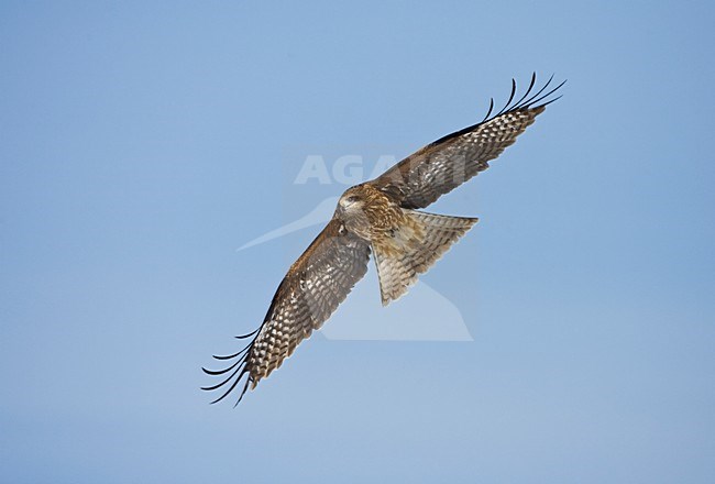 Zwartoorwouw vliegend; Black-eared Kite flying stock-image by Agami/Marc Guyt,