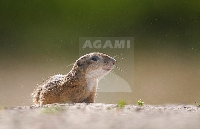 European Souslik (Spermophilus citellus) in Hungary. Also known as European ground squirrel. stock-image by Agami/Han Bouwmeester,