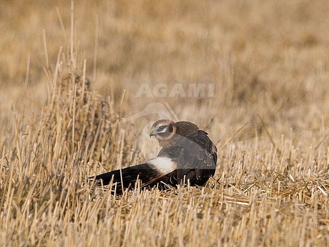 A juvenile male Pallid Harrier (Circus macrourus) resting on a field in Finland. stock-image by Agami/Markku Rantala,