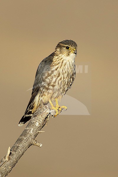 Adult male American Merlin (Falco columbarius columbarius) wintering in Riverside County, California, in November. Perched on a dead branch against a brown background. stock-image by Agami/Brian E Small,