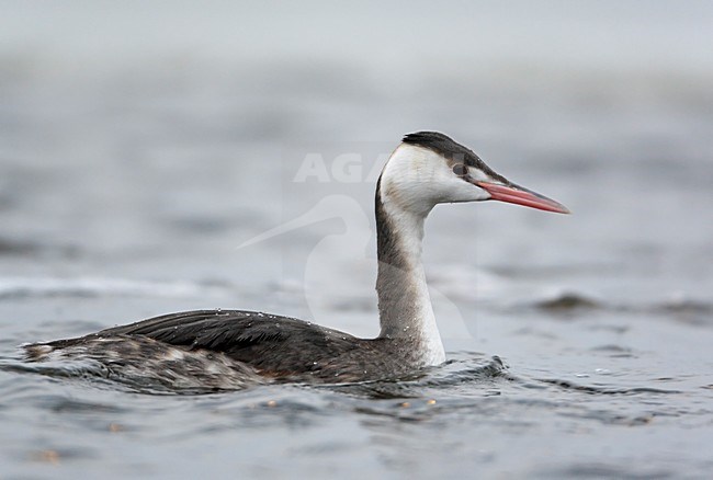 Fuut in winterkleed; Great Crested Grebe in winter plumage stock-image by Agami/Markus Varesvuo,