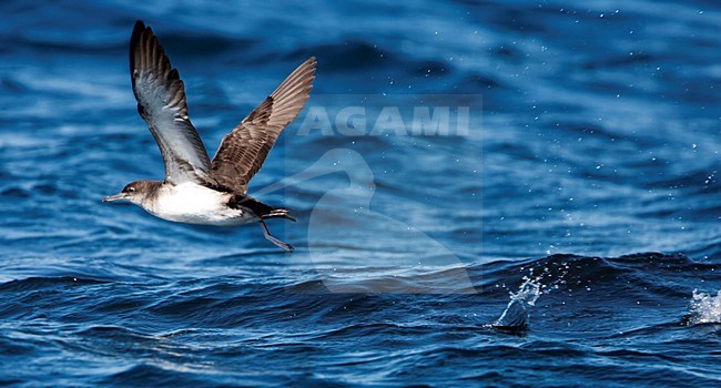 Zwartbuikpijlstormvogel; Black-vented Shearwater; Puffinus opisthomelas stock-image by Agami/Martijn Verdoes,