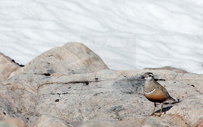 Adulte Morinelplevier, Eurasian Dotterel adult stock-image by Agami/Markus Varesvuo,