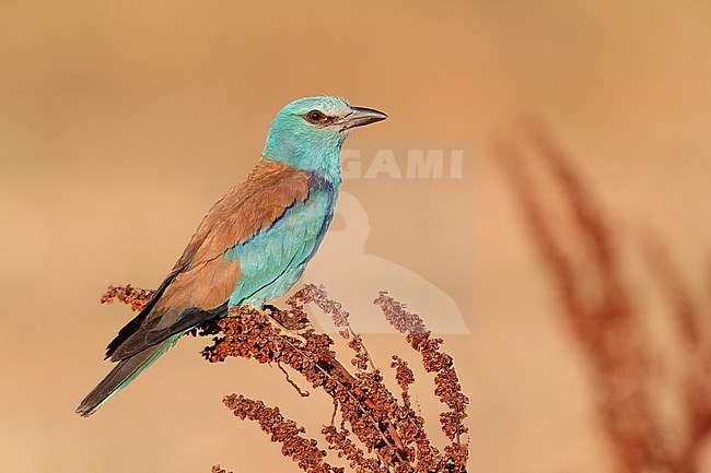 European Roller (Coracias garrulus), side view of an adult female perched on a Rumex crispus, Campania, Italy stock-image by Agami/Saverio Gatto,