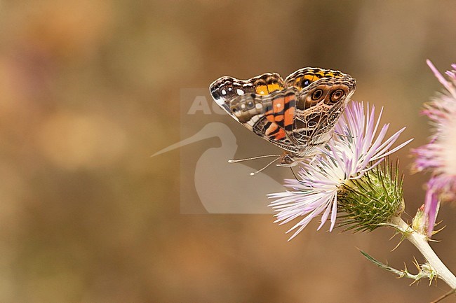 Amerikaanse distelvlinder / American Painted Lady (Vanessa virginiensis) stock-image by Agami/Wil Leurs,